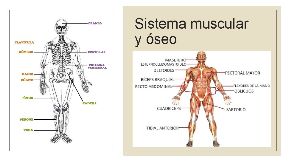 Sistema muscular y óseo 