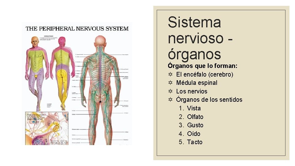 Sistema nervioso órganos Órganos que lo forman: Y El encéfalo (cerebro) Y Médula espinal