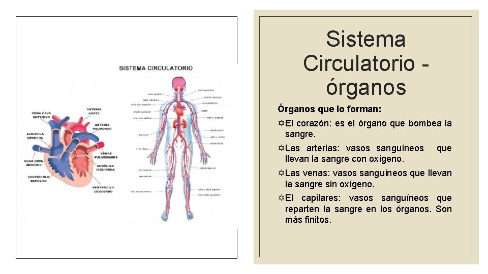 Sistema Circulatorio órganos Órganos que lo forman: YEl corazón: es el órgano que bombea