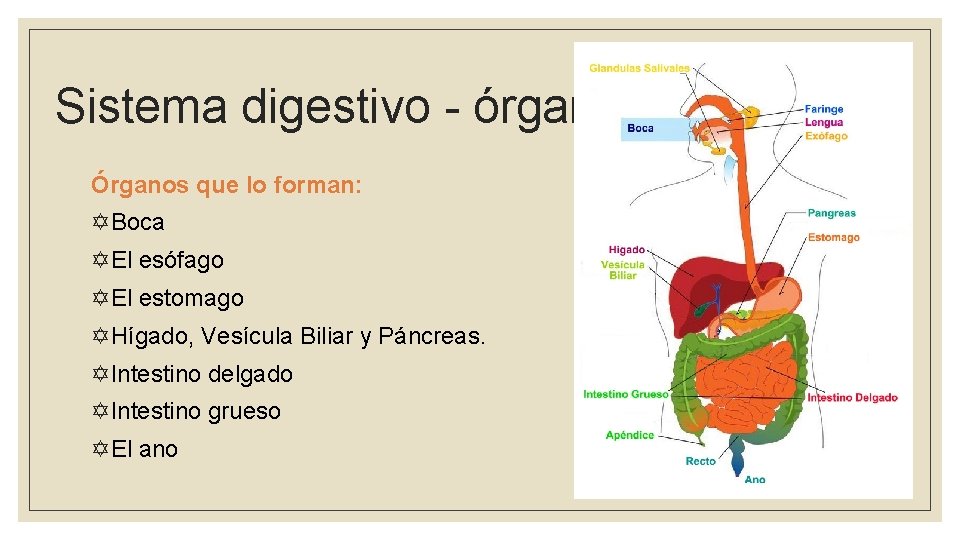 Sistema digestivo - órganos Órganos que lo forman: YBoca YEl esófago YEl estomago YHígado,