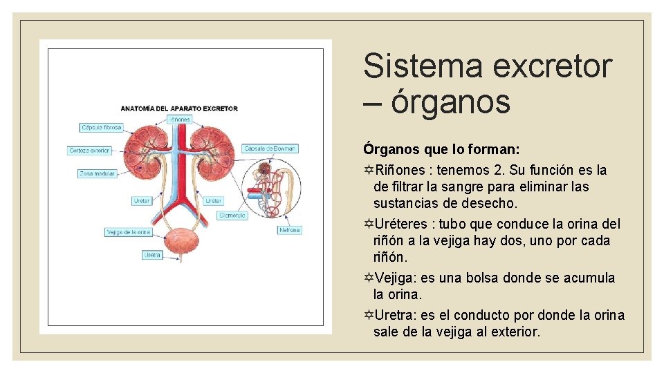 Sistema excretor – órganos Órganos que lo forman: YRiñones : tenemos 2. Su función