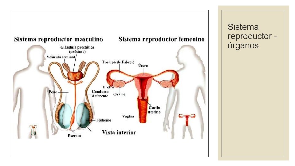 Sistema reproductor órganos 