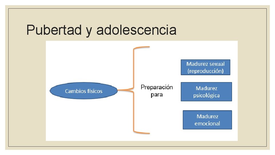 Pubertad y adolescencia 