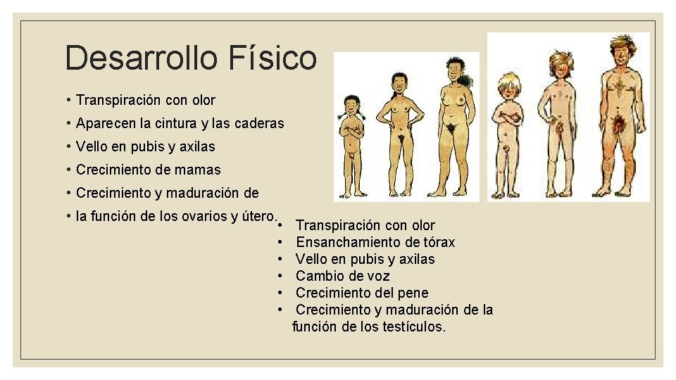 Desarrollo Físico • Transpiración con olor • Aparecen la cintura y las caderas •