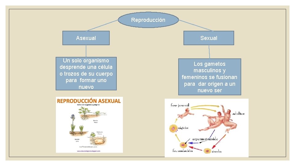 Reproducción Asexual Un solo organismo desprende una célula o trozos de su cuerpo para