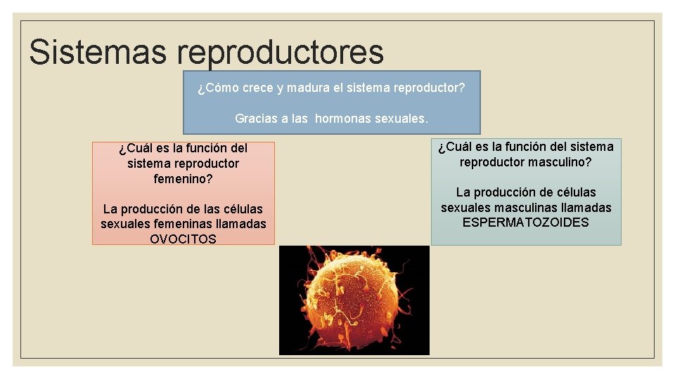 Sistemas reproductores ¿Cómo crece y madura el sistema reproductor? Gracias a las hormonas sexuales.