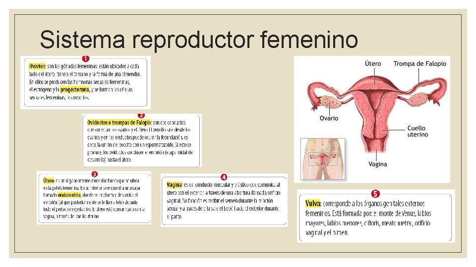 Sistema reproductor femenino 