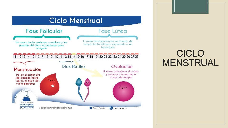 CICLO MENSTRUAL 