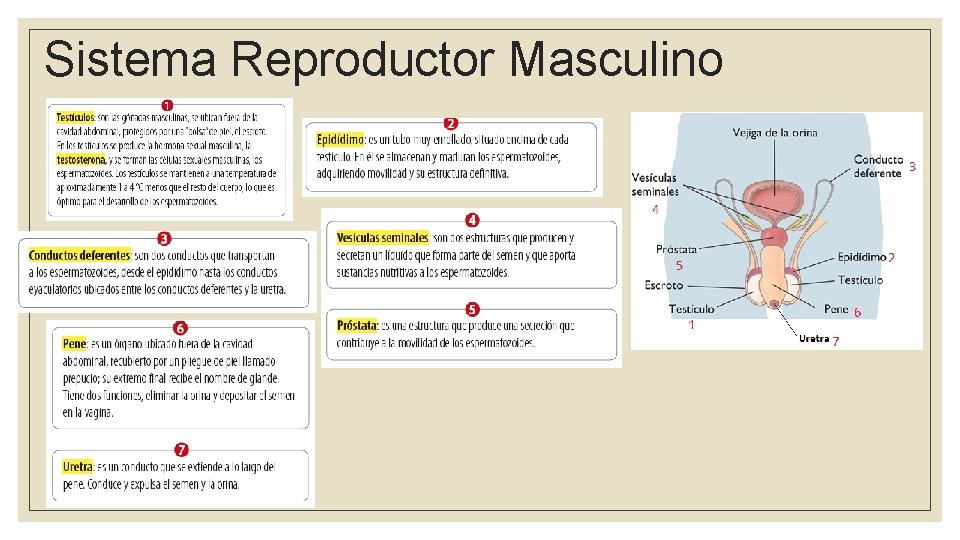 Sistema Reproductor Masculino 