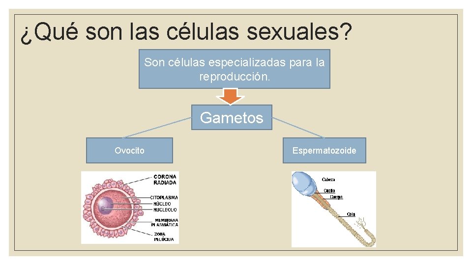 ¿Qué son las células sexuales? Son células especializadas para la reproducción. Gametos Ovocito Espermatozoide