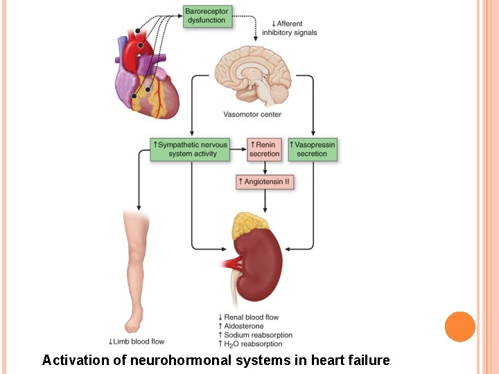 Activation of neurohormonal systems in heart failure 