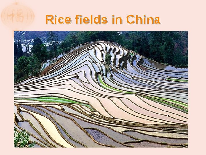 Rice fields in China 