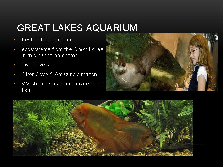 GREAT LAKES AQUARIUM • freshwater aquarium • ecosystems from the Great Lakes in this