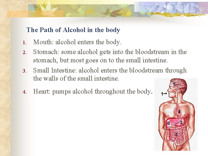 The Path of Alcohol in the body 1. 2. 3. 4. Mouth: alcohol enters