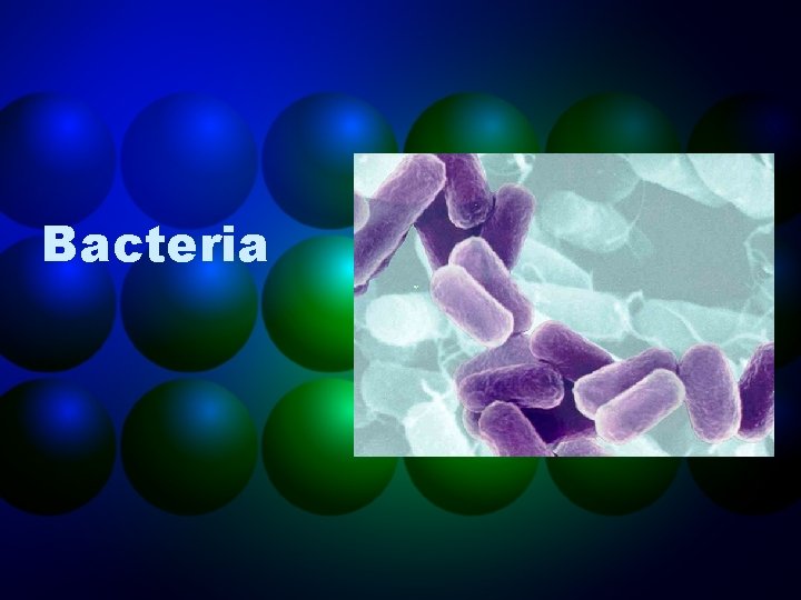 Bacteria 