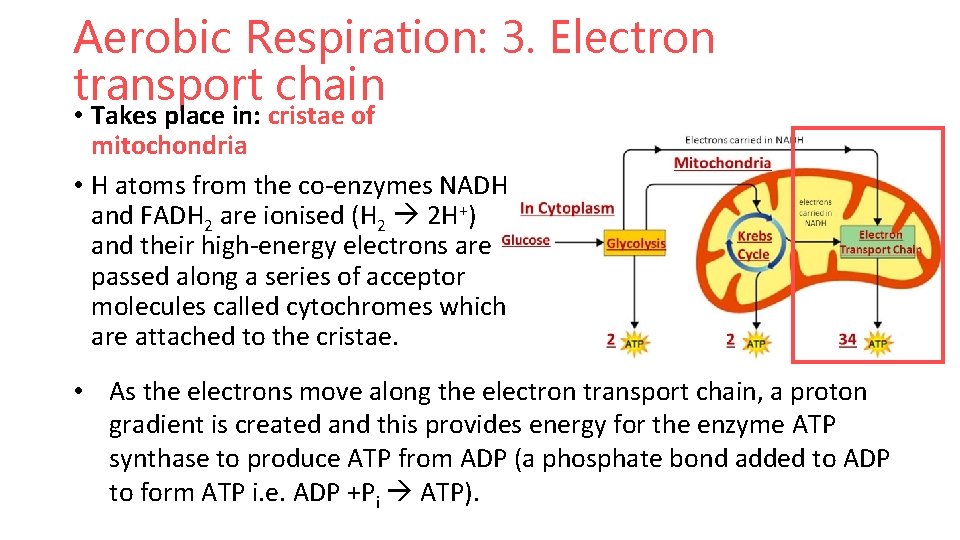 Aerobic Respiration: 3. Electron transport chain • Takes place in: cristae of mitochondria •