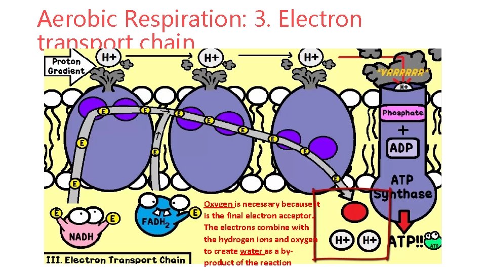 Aerobic Respiration: 3. Electron transport chain Oxygen is necessary because it is the final