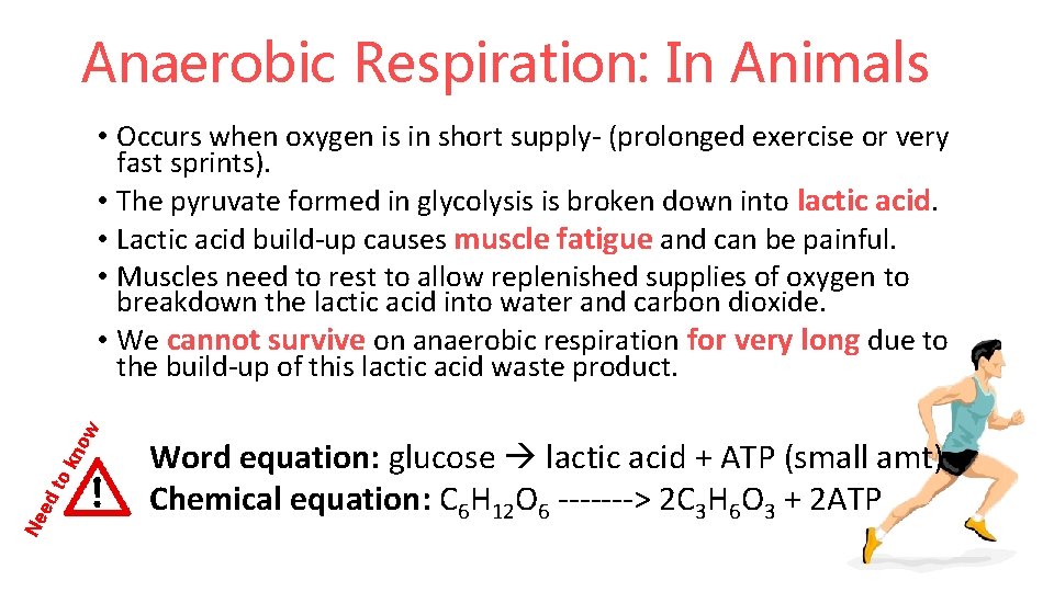 Anaerobic Respiration: In Animals Ne ed to k no w • Occurs when oxygen