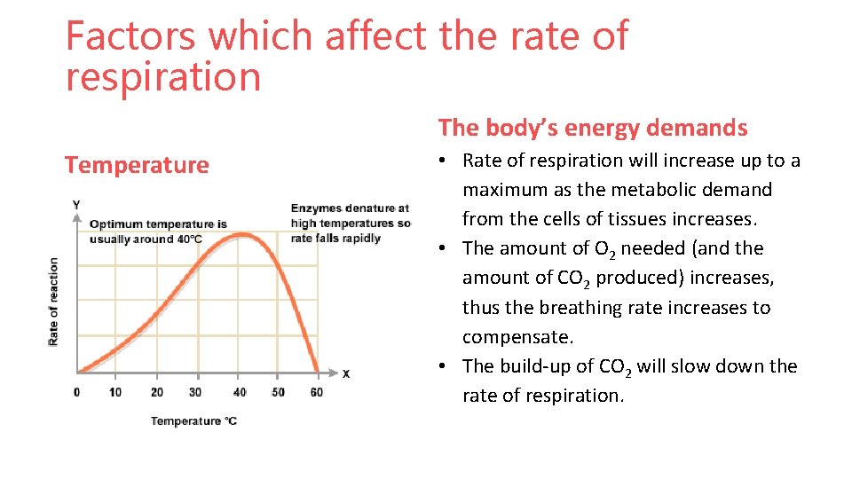 Factors which affect the rate of respiration The body’s energy demands Temperature • Rate