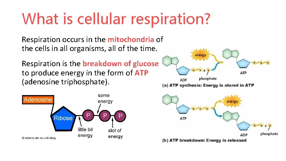 What is cellular respiration? Respiration occurs in the mitochondria of the cells in all