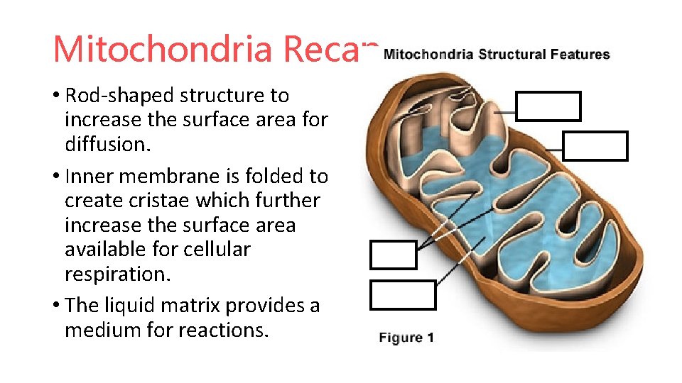 Mitochondria Recap • Rod-shaped structure to increase the surface area for diffusion. • Inner