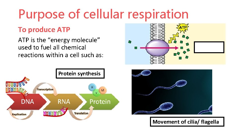 Purpose of cellular respiration To produce ATP is the “energy molecule” used to fuel