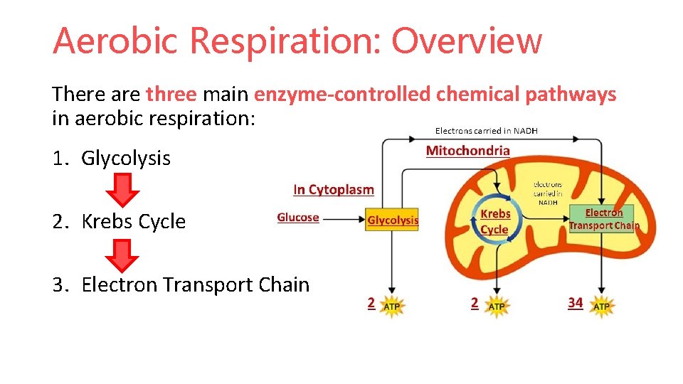 Aerobic Respiration: Overview There are three main enzyme-controlled chemical pathways in aerobic respiration: 1.