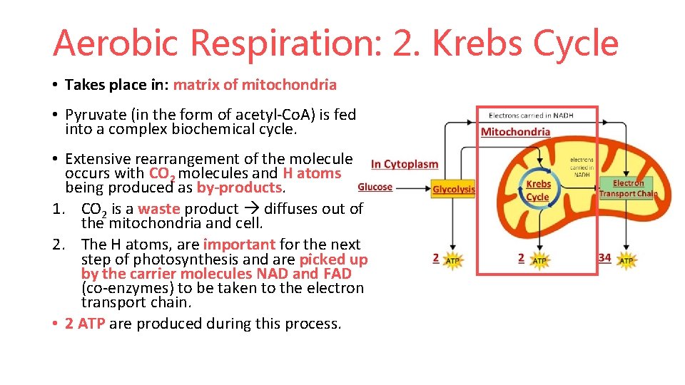Aerobic Respiration: 2. Krebs Cycle • Takes place in: matrix of mitochondria • Pyruvate