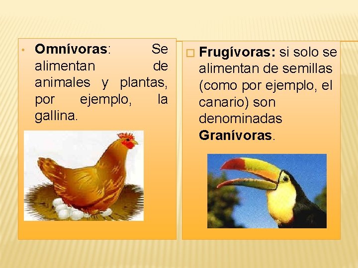  • Omnívoras: Se alimentan de animales y plantas, por ejemplo, la gallina. �