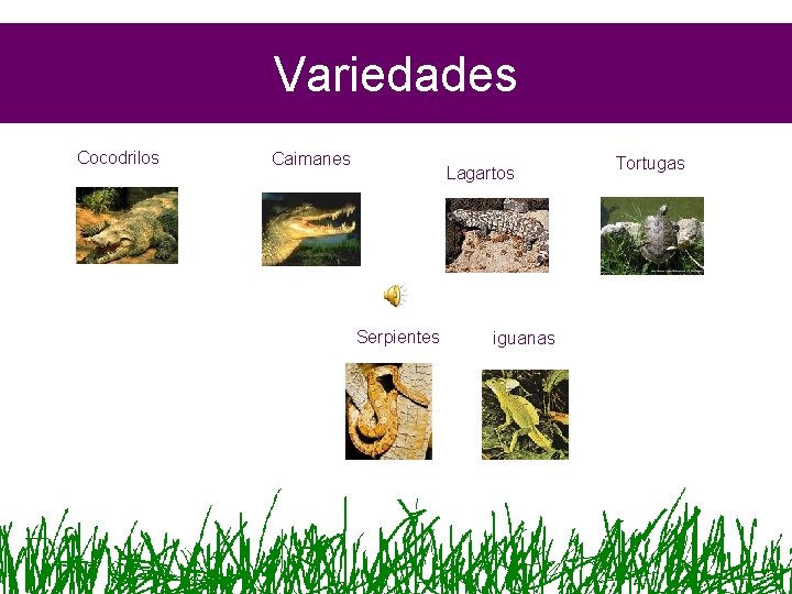 Variedades Cocodrilos Caimanes Lagartos Serpientes iguanas Tortugas 