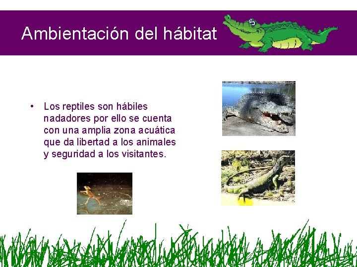 Ambientación del hábitat • Los reptiles son hábiles nadadores por ello se cuenta con