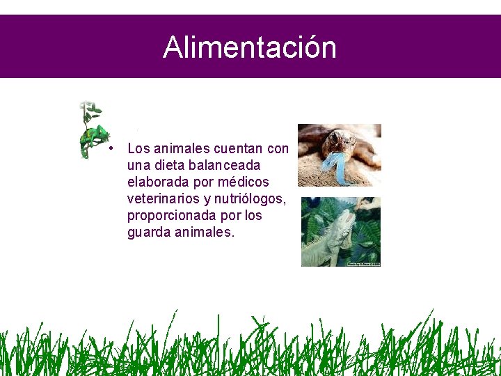 Alimentación • Los animales cuentan con una dieta balanceada elaborada por médicos veterinarios y