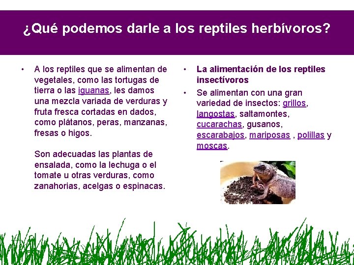 ¿Qué podemos darle a los reptiles herbívoros? • A los reptiles que se alimentan