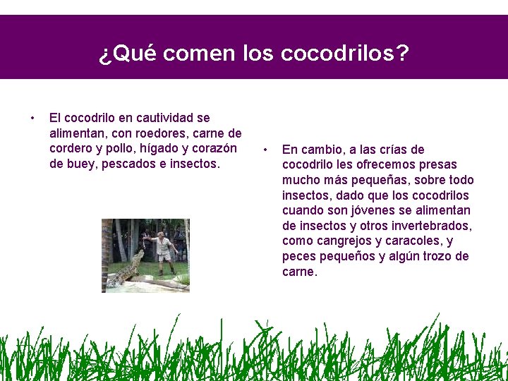 ¿Qué comen los cocodrilos? • El cocodrilo en cautividad se alimentan, con roedores, carne