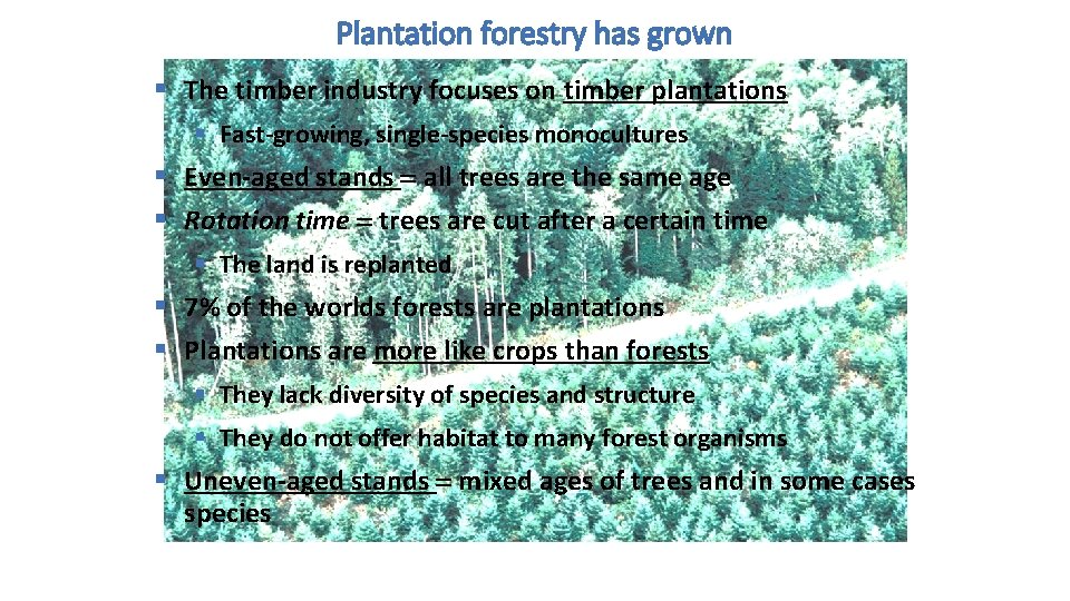 Plantation forestry has grown § The timber industry focuses on timber plantations § Fast-growing,