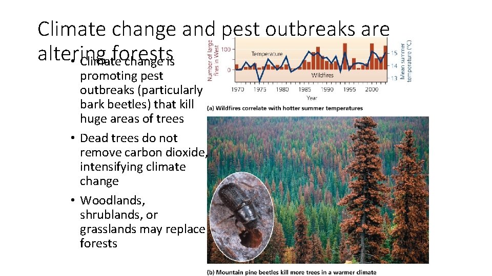 Climate change and pest outbreaks are altering forests • Climate change is promoting pest