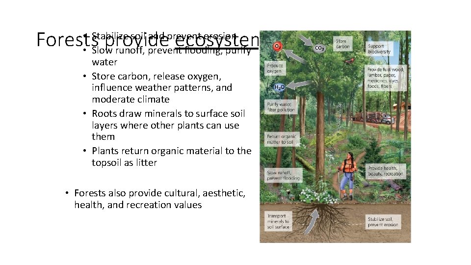  • Stabilize soil and prevent erosion Forests provide ecosystem services • Slow runoff,