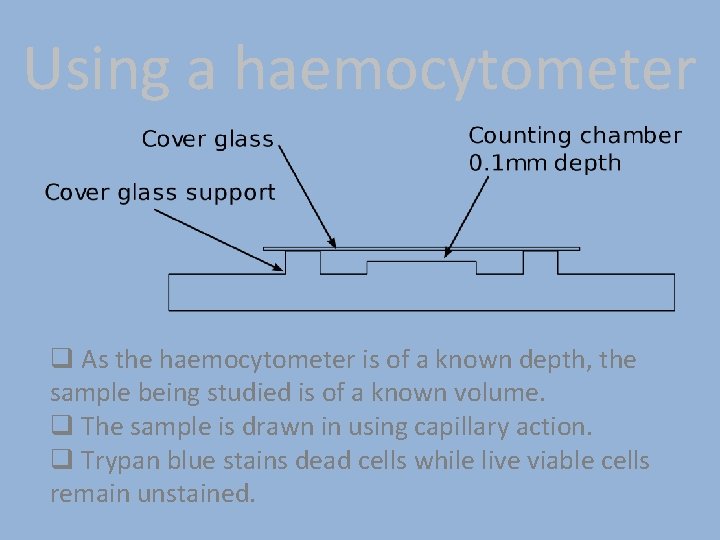 Using a haemocytometer q As the haemocytometer is of a known depth, the sample