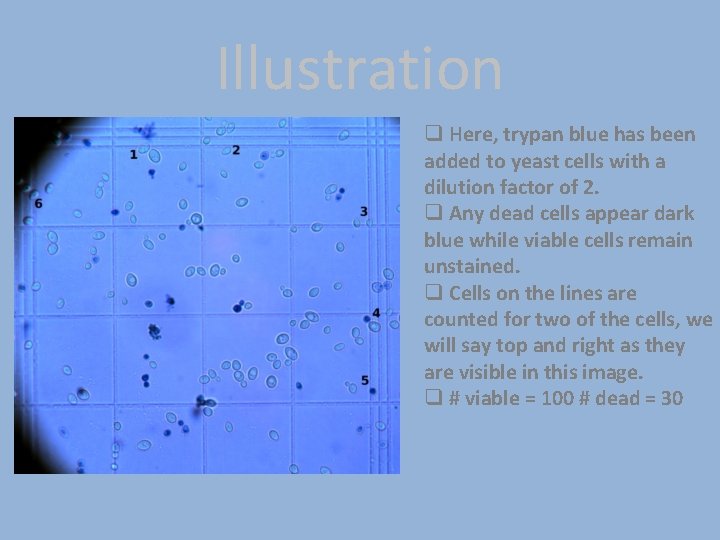 Illustration q Here, trypan blue has been added to yeast cells with a dilution