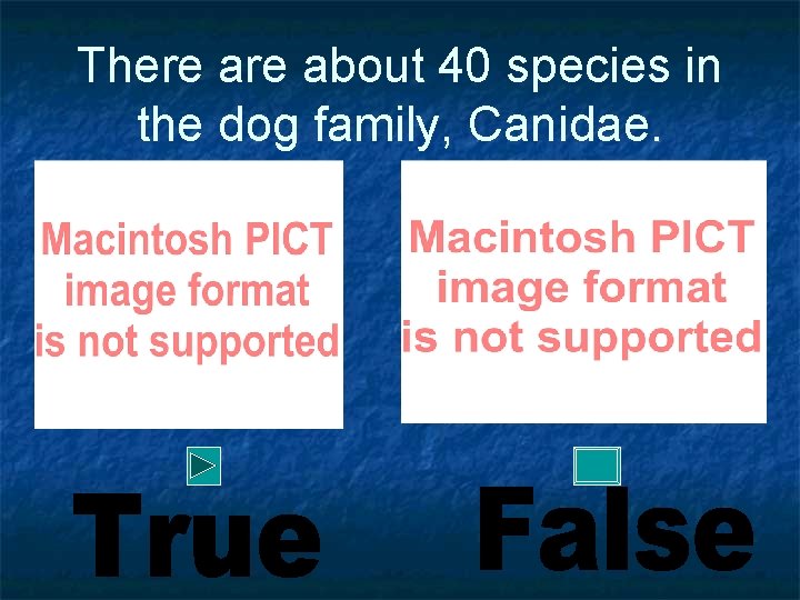 There about 40 species in the dog family, Canidae. 