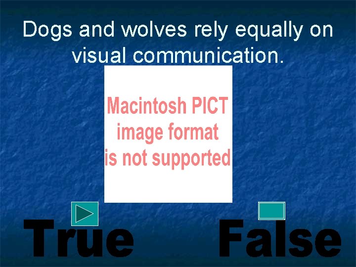 Dogs and wolves rely equally on visual communication. 