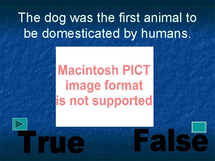 The dog was the first animal to be domesticated by humans. 