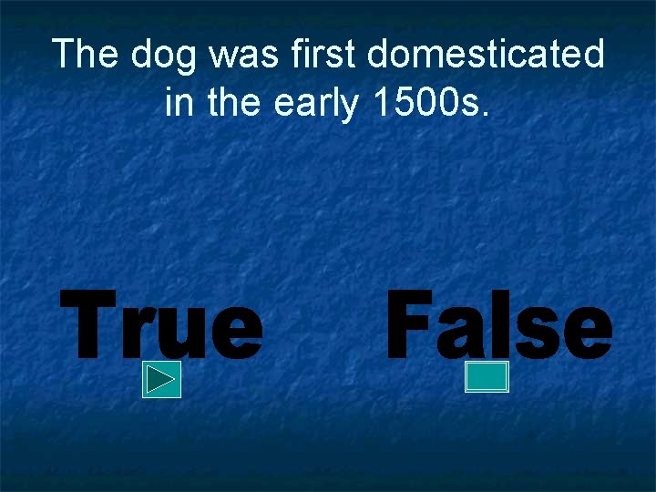 The dog was first domesticated in the early 1500 s. 
