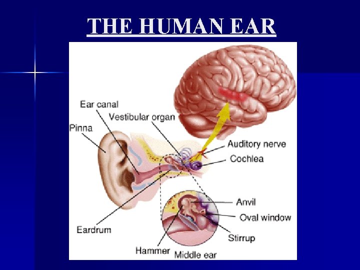 THE HUMAN EAR 