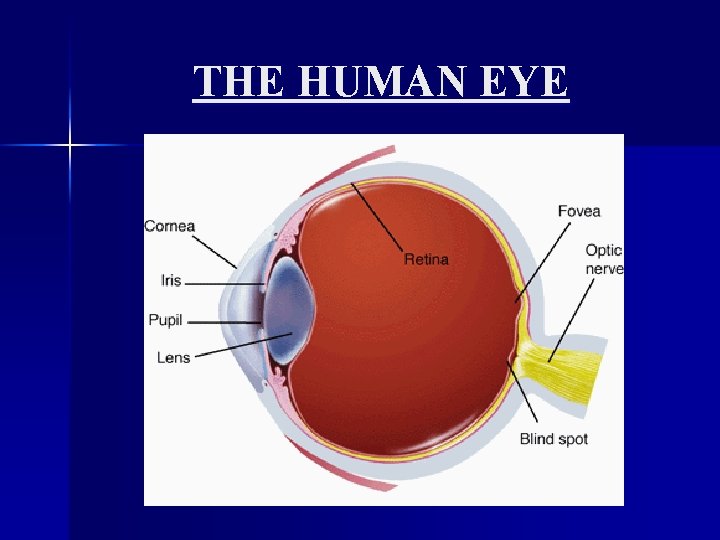 THE HUMAN EYE 