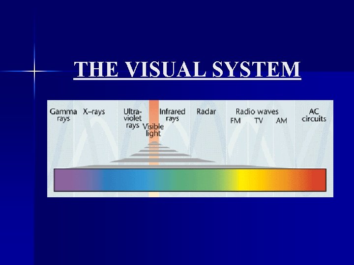 THE VISUAL SYSTEM 