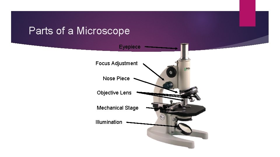 Parts of a Microscope Eyepiece Focus Adjustment Nose Piece Objective Lens Mechanical Stage Illumination