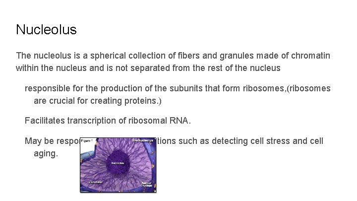 Nucleolus The nucleolus is a spherical collection of fibers and granules made of chromatin