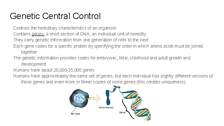 Genetic Central Controls the hereditary characteristics of an organism Contains genes: a short section