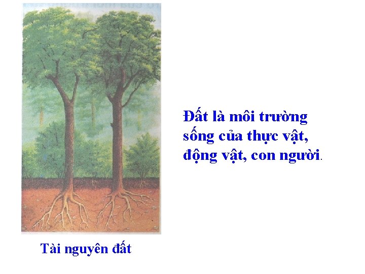 Đất là môi trường sống của thực vật, động vật, con người. Tài nguyên